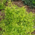Cornus stolonifera 'Kelseyi' P25